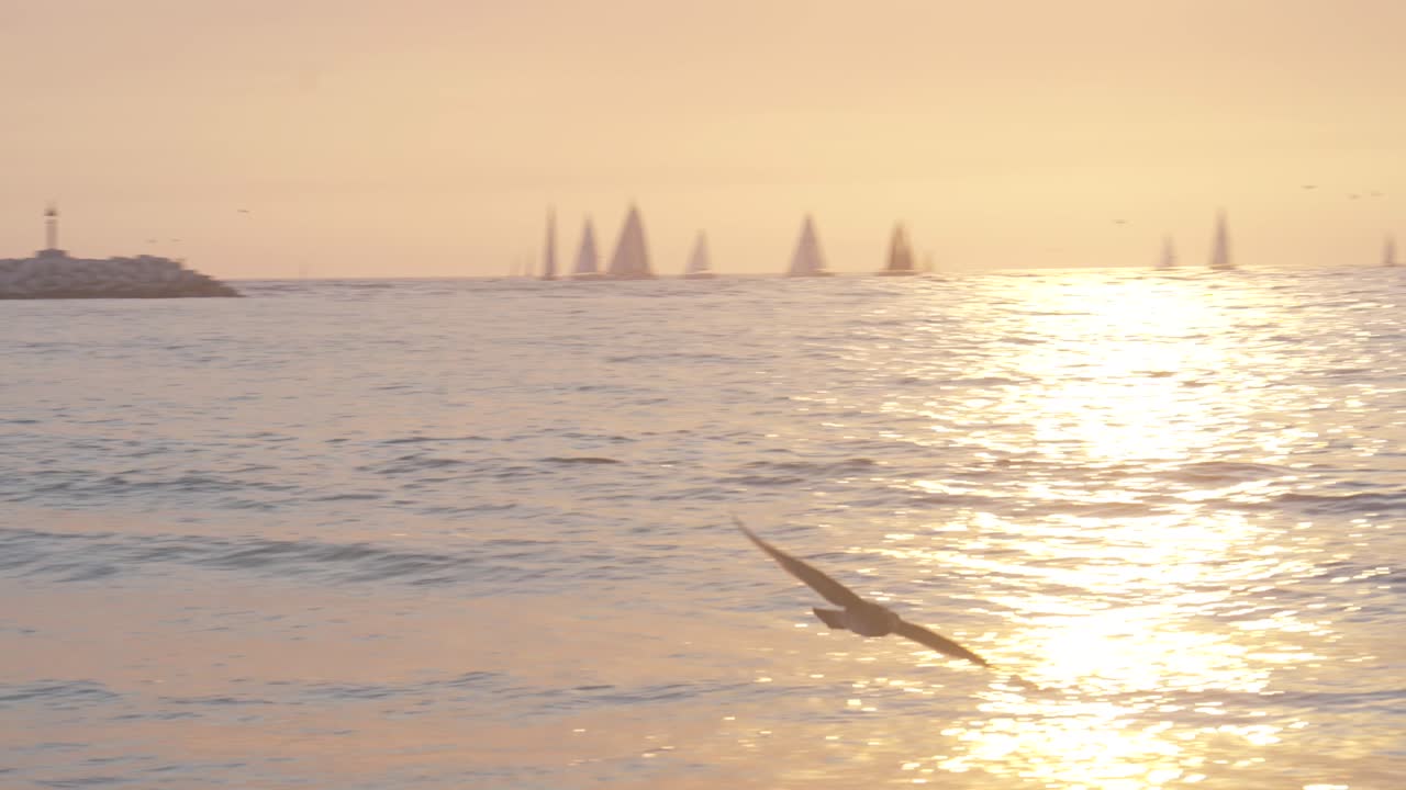 갈매기는 황금빛 일몰, 슬로모션으로 해안을 날아다닌다