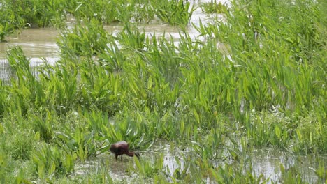 Swampy marshland with lush green vegetation and a bird foraging in the water
