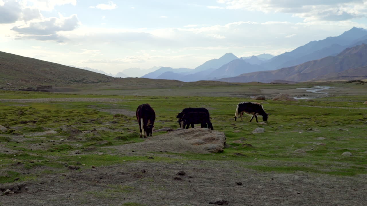 un rebaño de vacas lulu pastando, alimentándose de hierba verde fresca en el himalaya