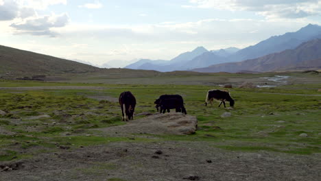 un rebaño de vacas lulu pastando, alimentándose de hierba verde fresca en el himalaya