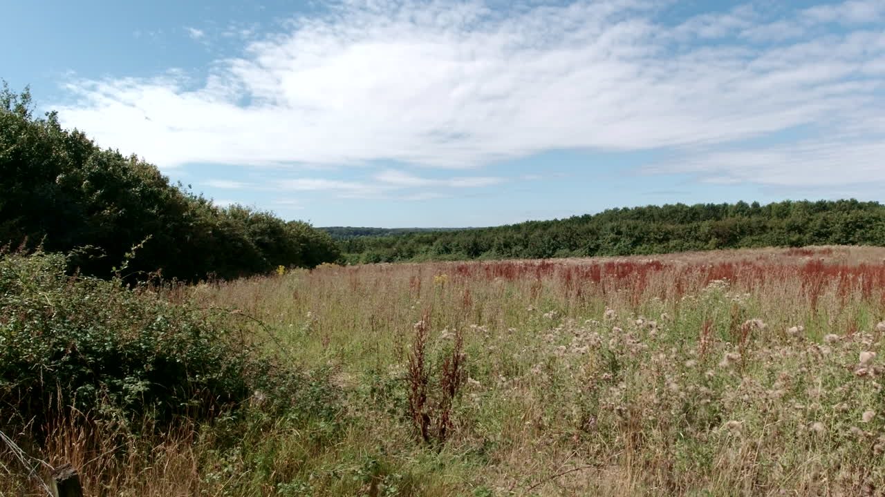 семена разлетаются в сторону камеры и за ее пределы, английский луг летом, статичное изображение