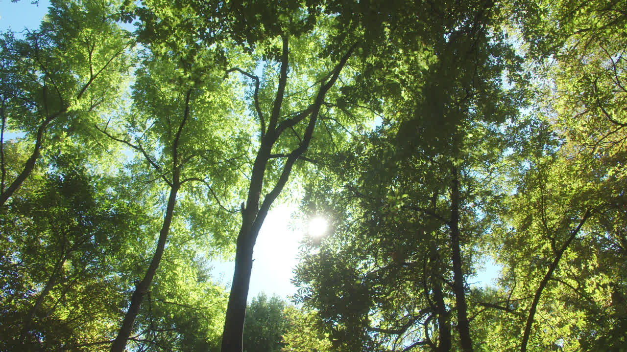 hermosa foto de las copas de los árboles en el bosque