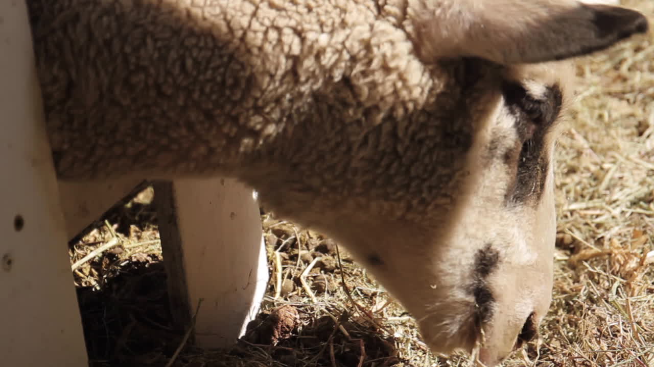 ovejas comen en la granja en otoño