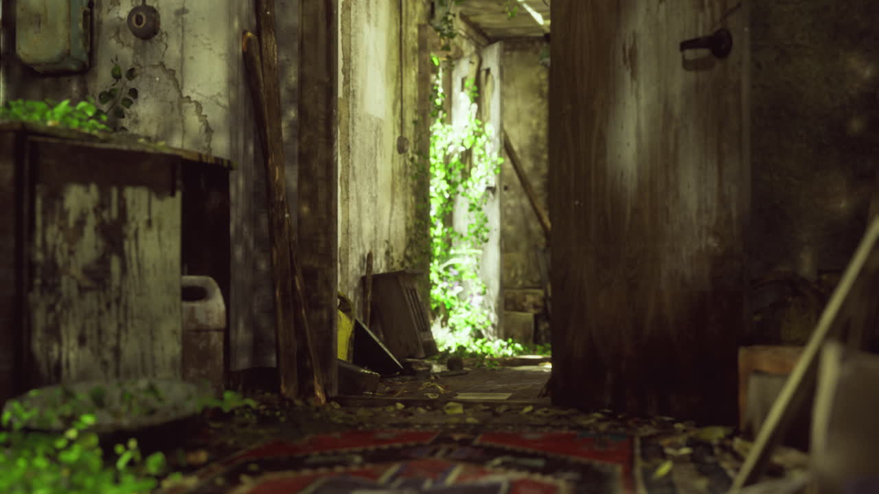 Overgrown hallway in abandoned building with natural light filtering through