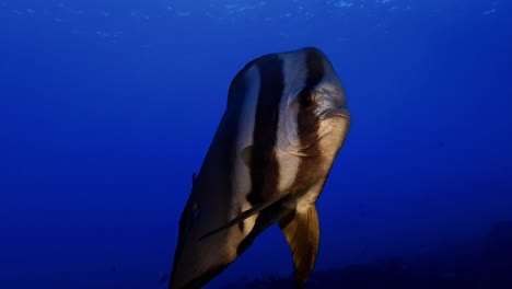 close-up underwater view of a solitary batfish gliding through clear blue waters in mauritius. captures elegance, marine life, and ocean tranquility.