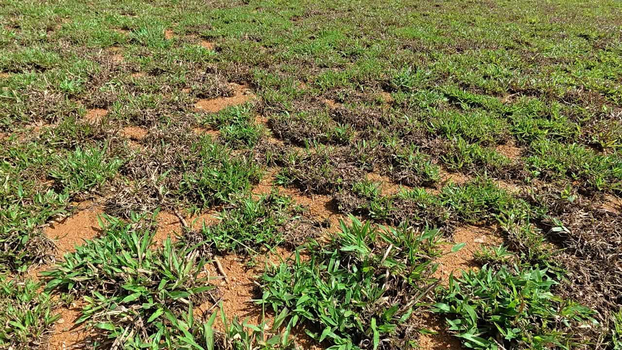 Landscape grass is being planted across an open area using the spot turfing technique. Small patches of turf are visible across the soil. This method helps the grass spread naturally over time