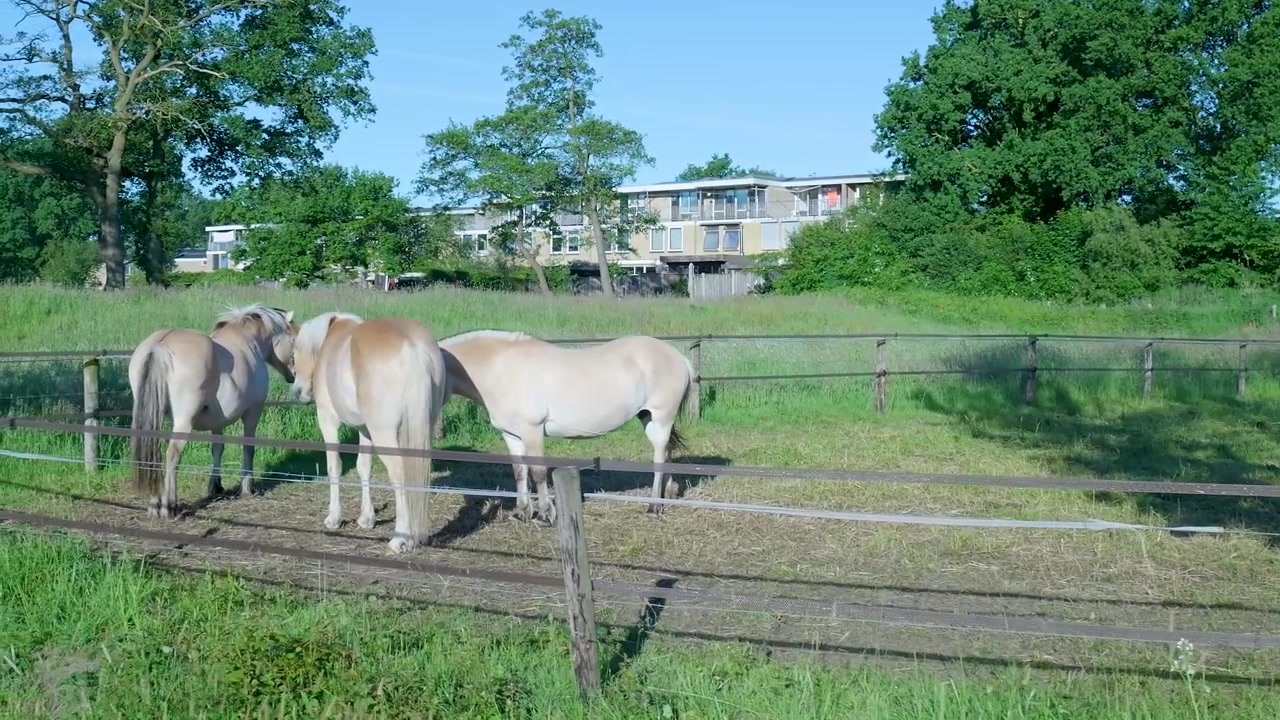 草地の牧草地に立つ3頭のフィヨルド馬