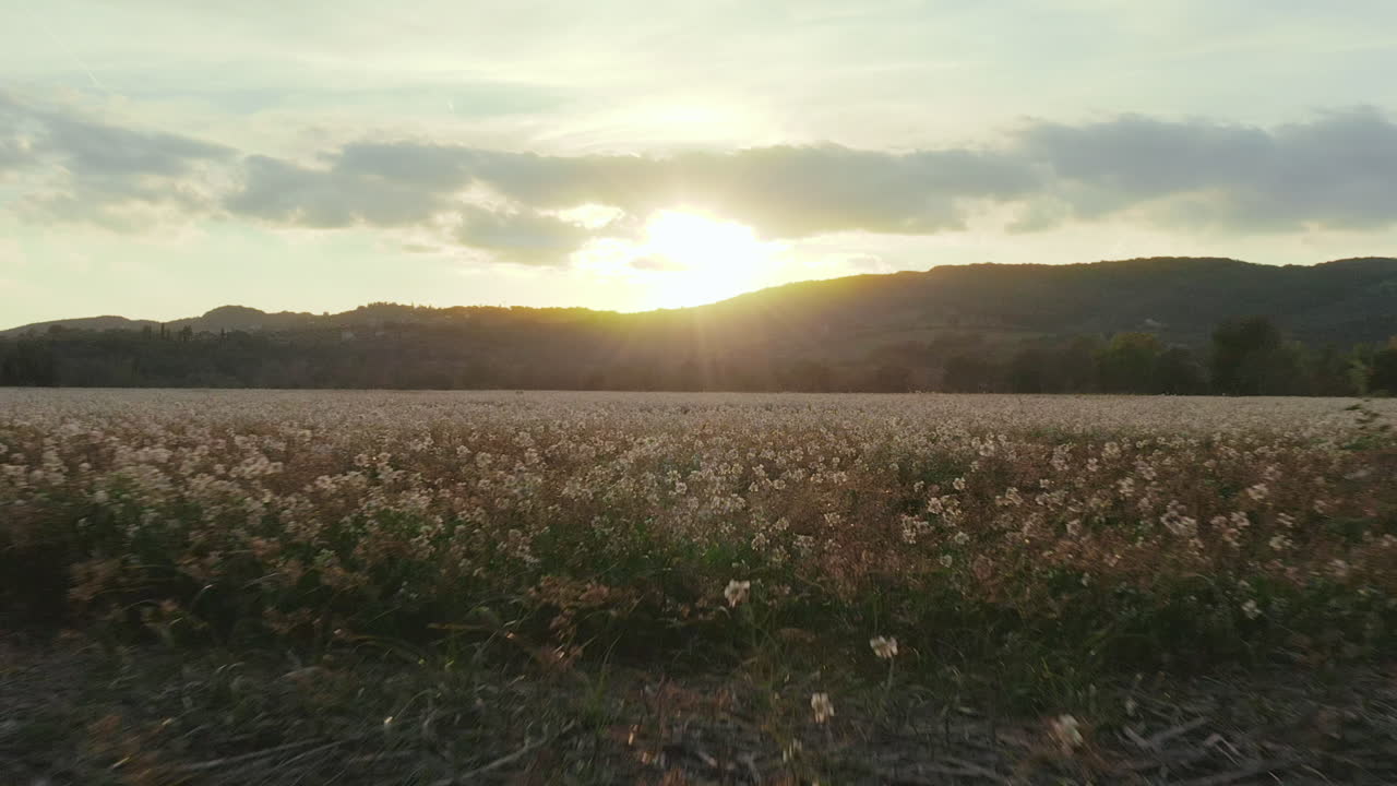 Drone crashes into a flower field