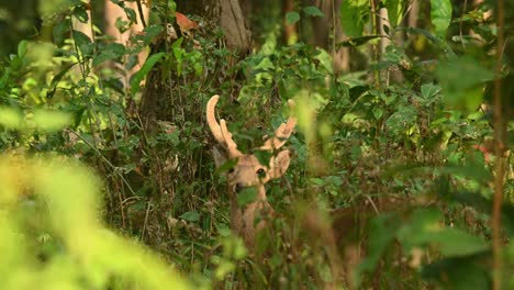 Indischer-Schweinehirsch,-Hyelaphus-Porcinus,-4k-Huai-Kha-Kaeng-Wildlife-Sanctuary,-Thailand