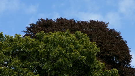 4K Green and Red Trees Gently Blowing in the Wind with Blue Sky British Summer