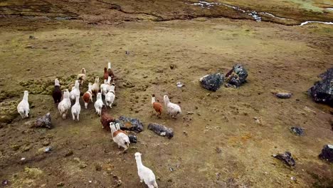 Peruanische-Anden-Berge-Luftaufnahme-Von-Lamas-Und-Alpakas,-Die-In-Den-Bergen-Laufen1