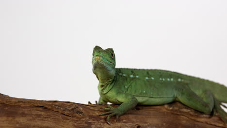jesús lagarto basilisco sube rápidamente rama de árbol - delante de un fondo blanco