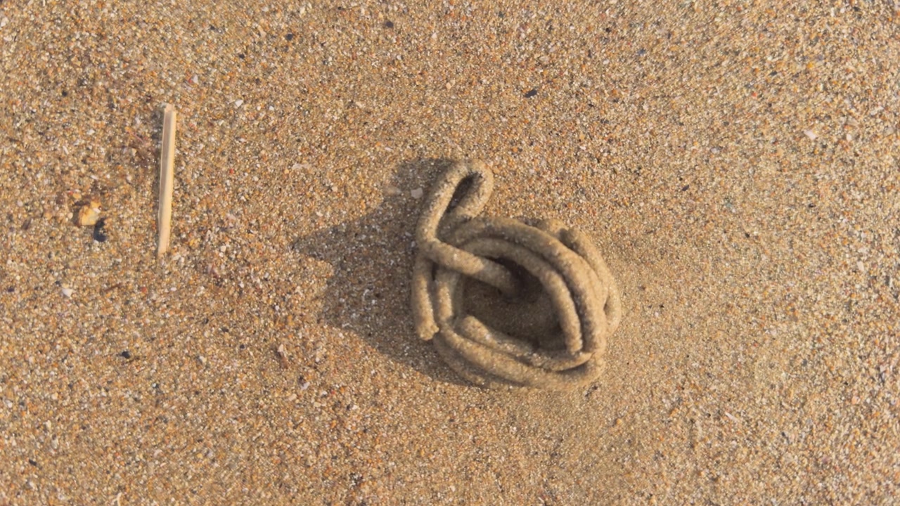 Close-up top-down view of a lugworm (arenicola marina) expelling a sand cast from its burrow on a golden beach in san felice circeo, italy