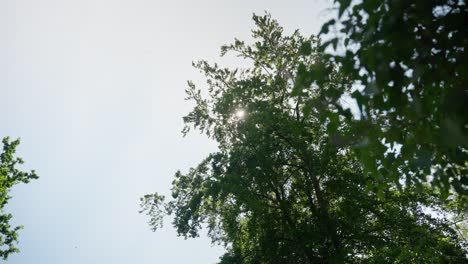 Green-Forest-Trees-Sunlight-gazing-through-leaves-with-insect-passing-by