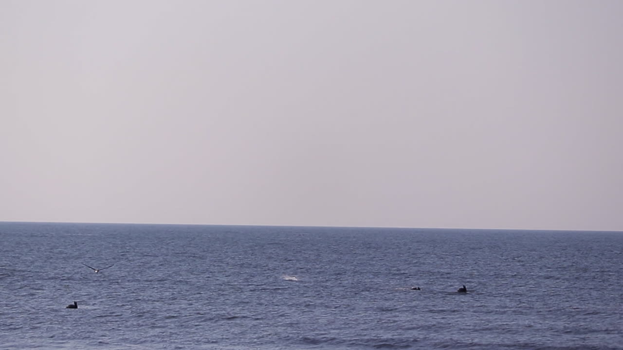바다에서 낚시하는 새들