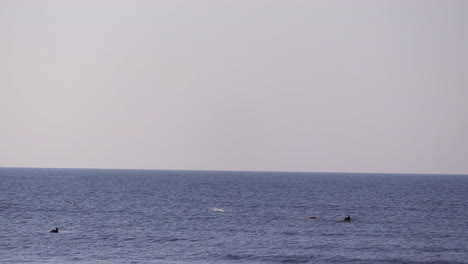 birds fishing in the sea