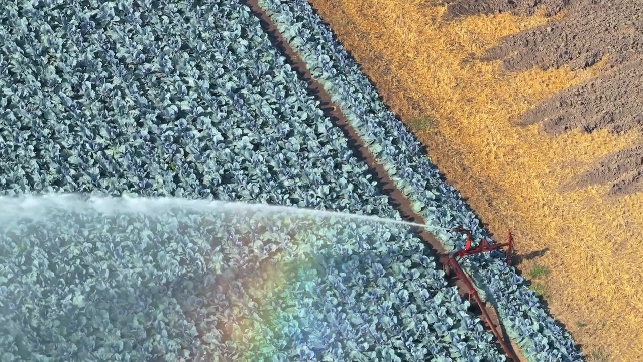Aerial View of Irrigation System Watering Cabbage Field