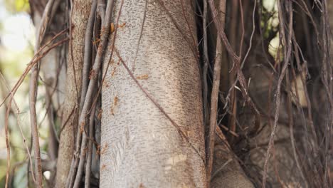 Medium Shot of Large Red Ants Exploring a Tree Trunk