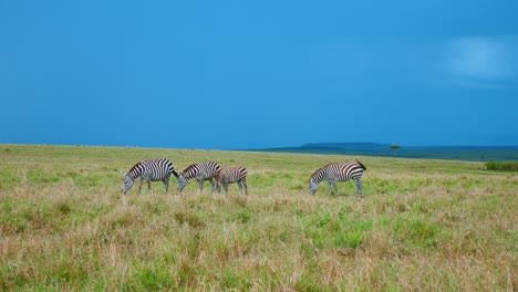 a small group of zebras grazing in the grass of the african savannah