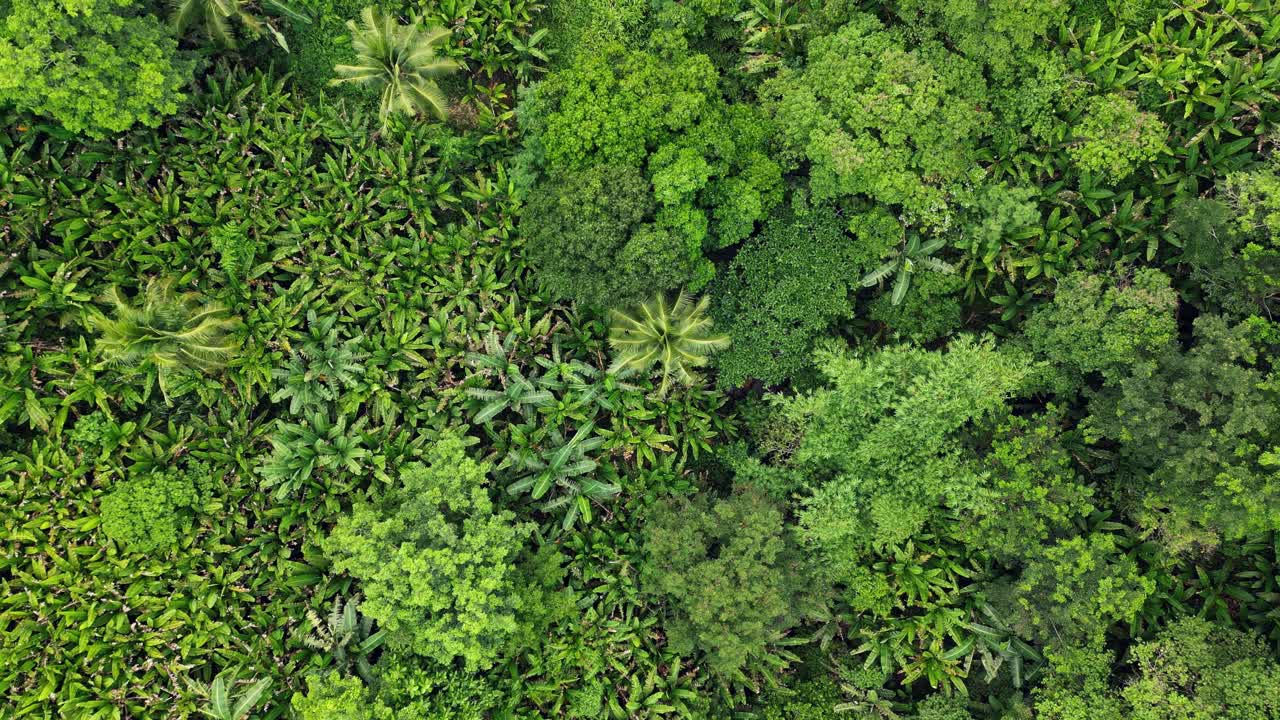 impresionante vista aérea de arriba hacia abajo de la densa selva tropical con palmeras, acacias y abacas en la isla de catanduanes, filipinas