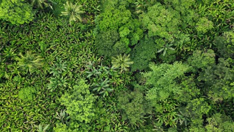 Impresionante-Vista-Aérea-De-Arriba-Hacia-Abajo-De-La-Densa-Selva-Tropical-Con-Palmeras,-Acacia-Y-Abacá-En-La-Isla-De-Catanduanes,-Filipinas