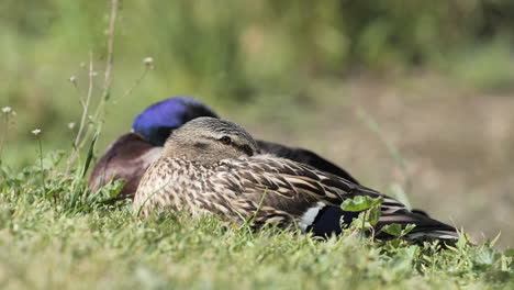 mallard duck female and male sleeping in grass spring france