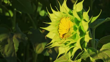 Isolierte-Sonnenblumenknospe-Auf-Dem-Sonnenuntergang