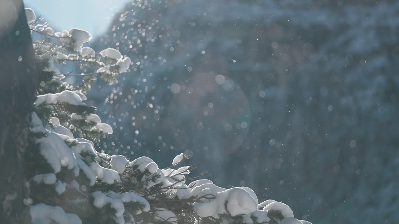 Close-up of a snow-covered pine branch with glittering snowflakes drifting softly through cold air. Close-up slow-motion video.