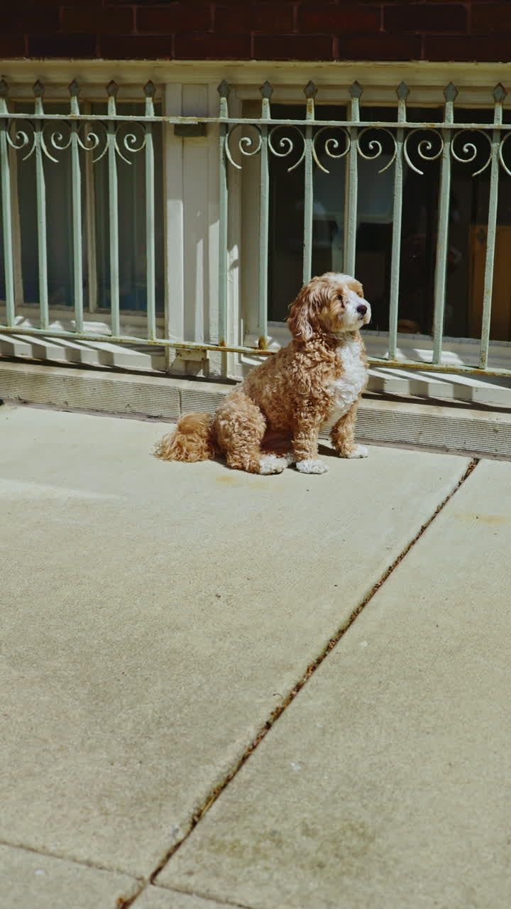 Meticcio di cane seduto vicino alla finestra in un pomeriggio soleggiato, che guarda fuori, godendosi il panorama e aspettando il padrone in un quartiere urbano