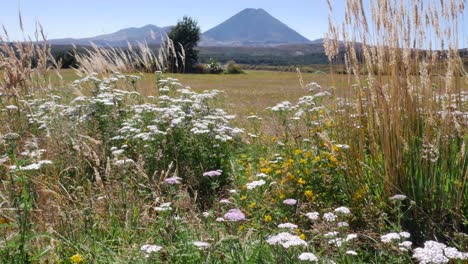 Langsame-Neigung-Von-Der-Wildblumenwiese-Zum-Vulkankegel-In-Der-Ferne