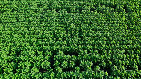 con un campo de plantación de girasoles jóvenes