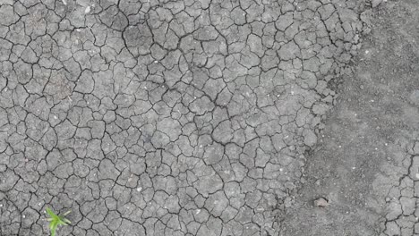 cracked earth with small green plants appearing