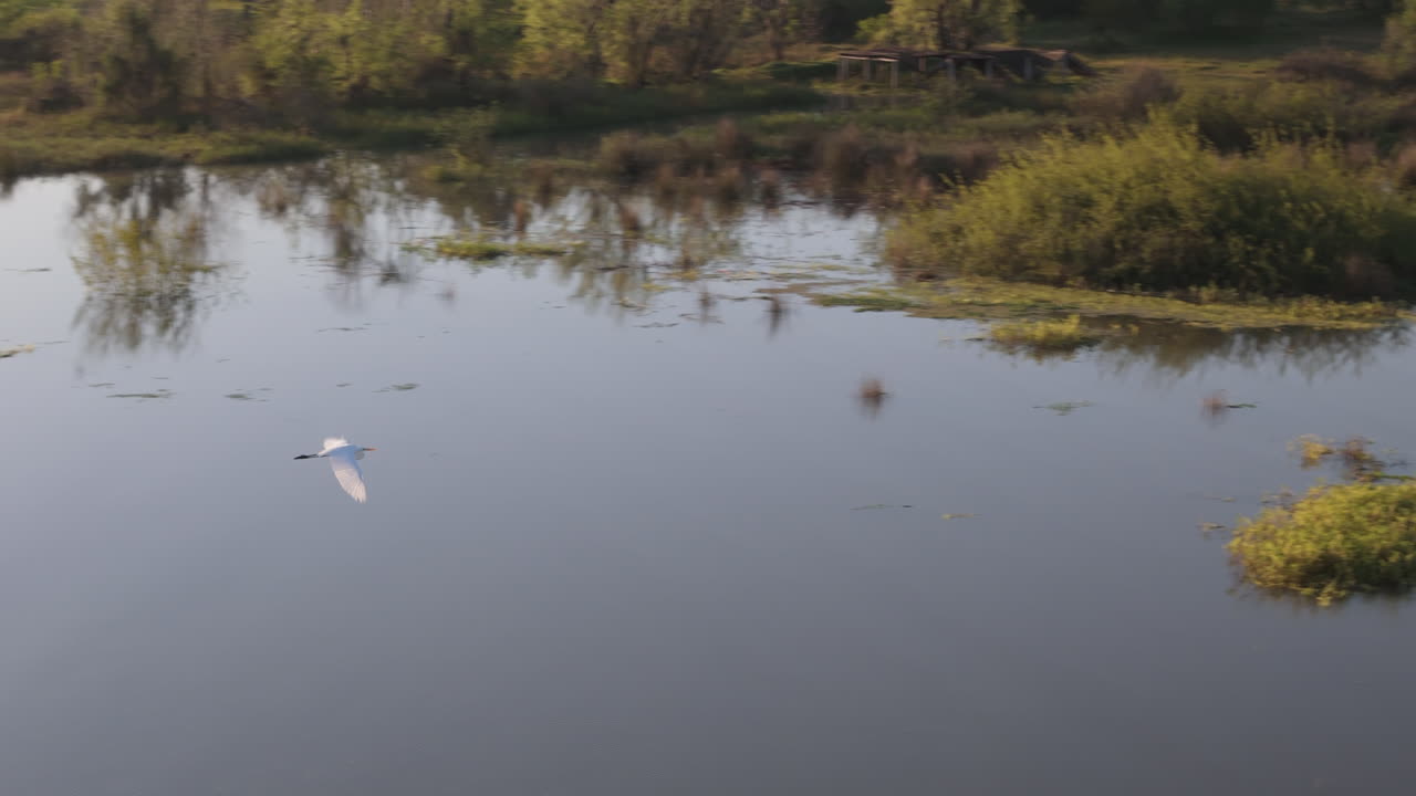 White Bird Flying Over a Wetland