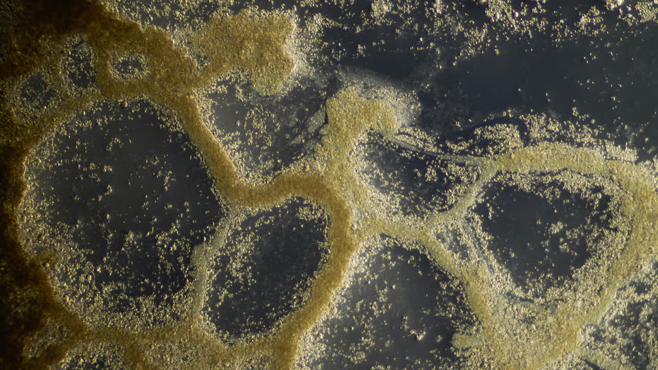 Abstract Microscopic Organic Pattern