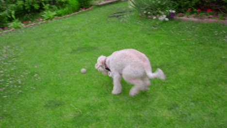 white poodle dog playing with ball on green grass