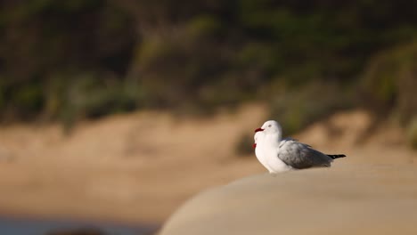 seagulls resting, flying, and wading in water