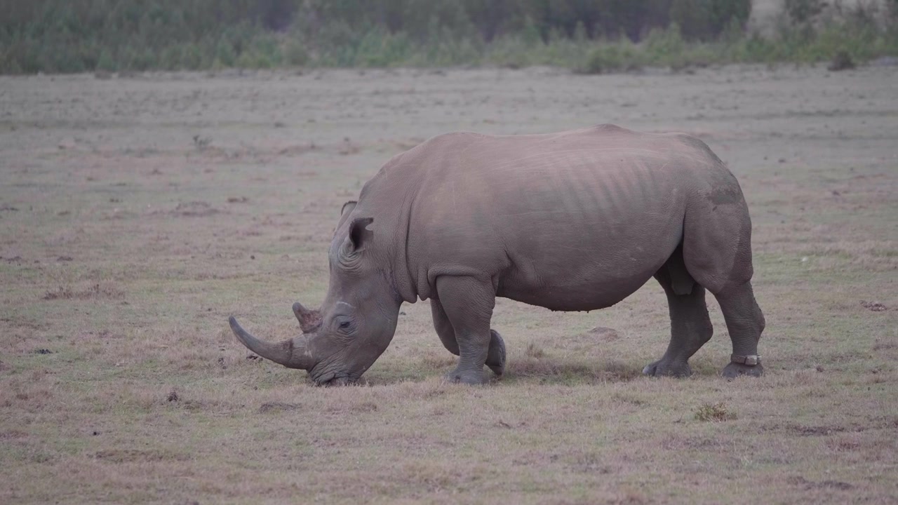 Rinoceronte che cammina lentamente da destra a sinistra durante un safari tra i cespugli in Sudafrica