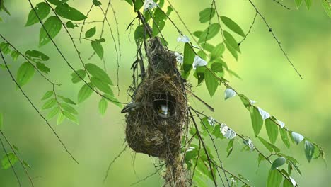 seen within its nest looking out intensely during the afternoon