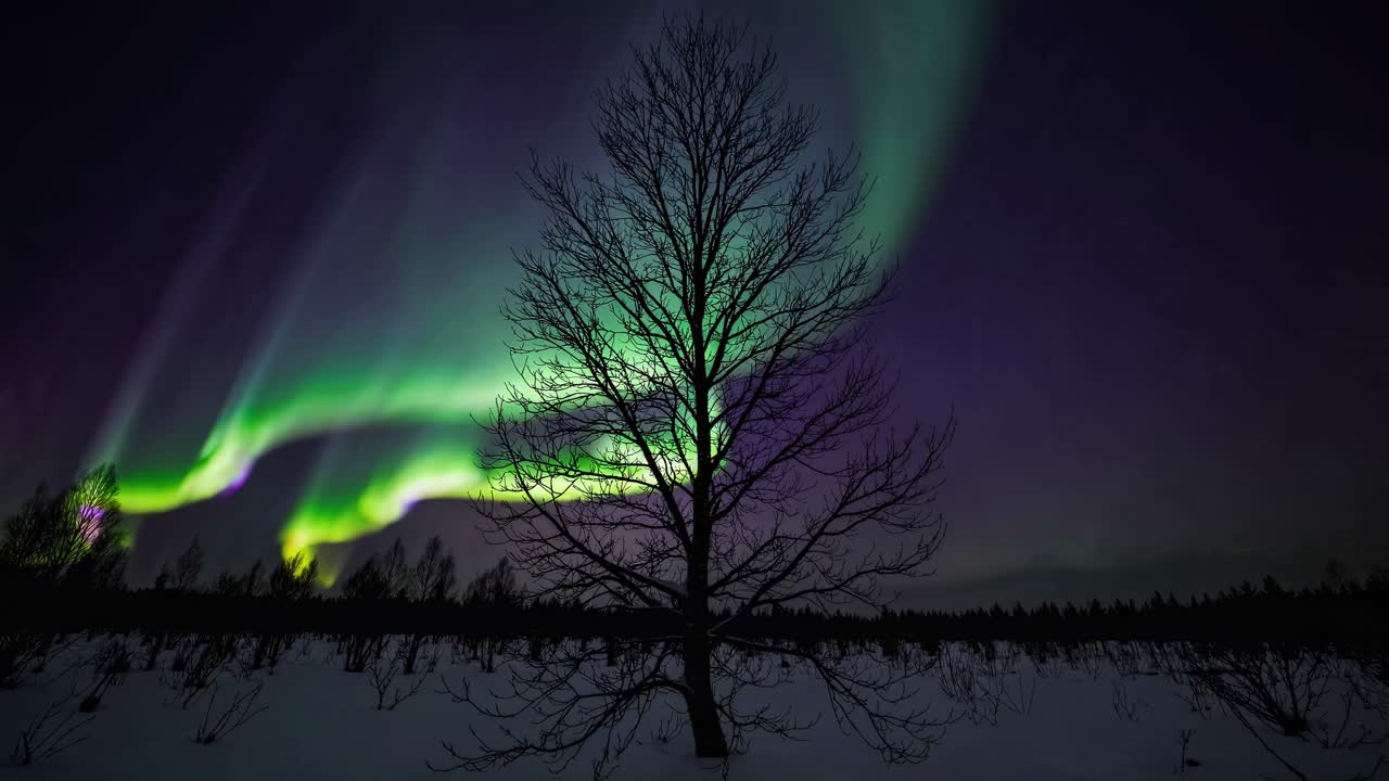 A mesmerizing video captures the northern lights behind a silhouetted tree, shot from a low angle