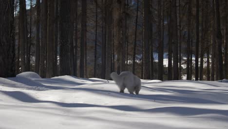 white swiss shepherd dog sniffs in snowy forest standing walks and sits down