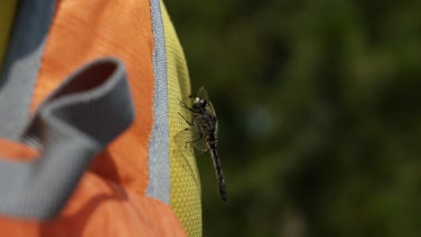 beautiful macro close up side view of a black dragonfly perched on the shirt of a hiker with a backpack on in the grand tetons national park on a warm sunny summer day in wyoming, usa