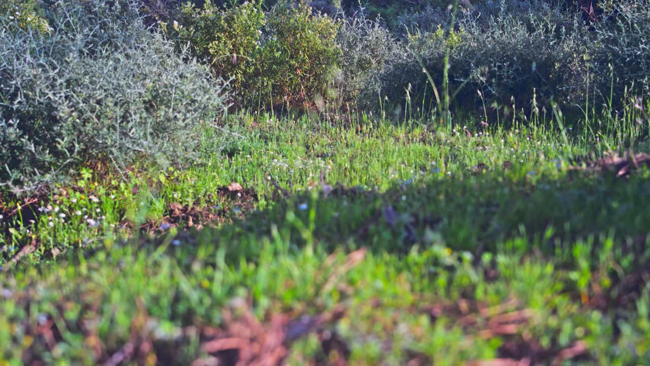 lapso de movimiento vertical en un bosque