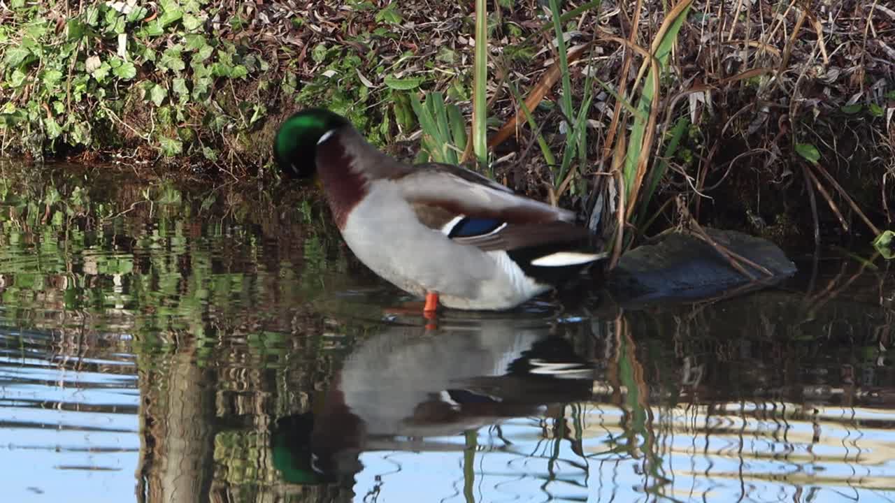 Un maschio di germano reale, Anas platyrhynchos, si liscia le piume sul bordo di un laghetto in inverno. Inghilterra, Regno Unito