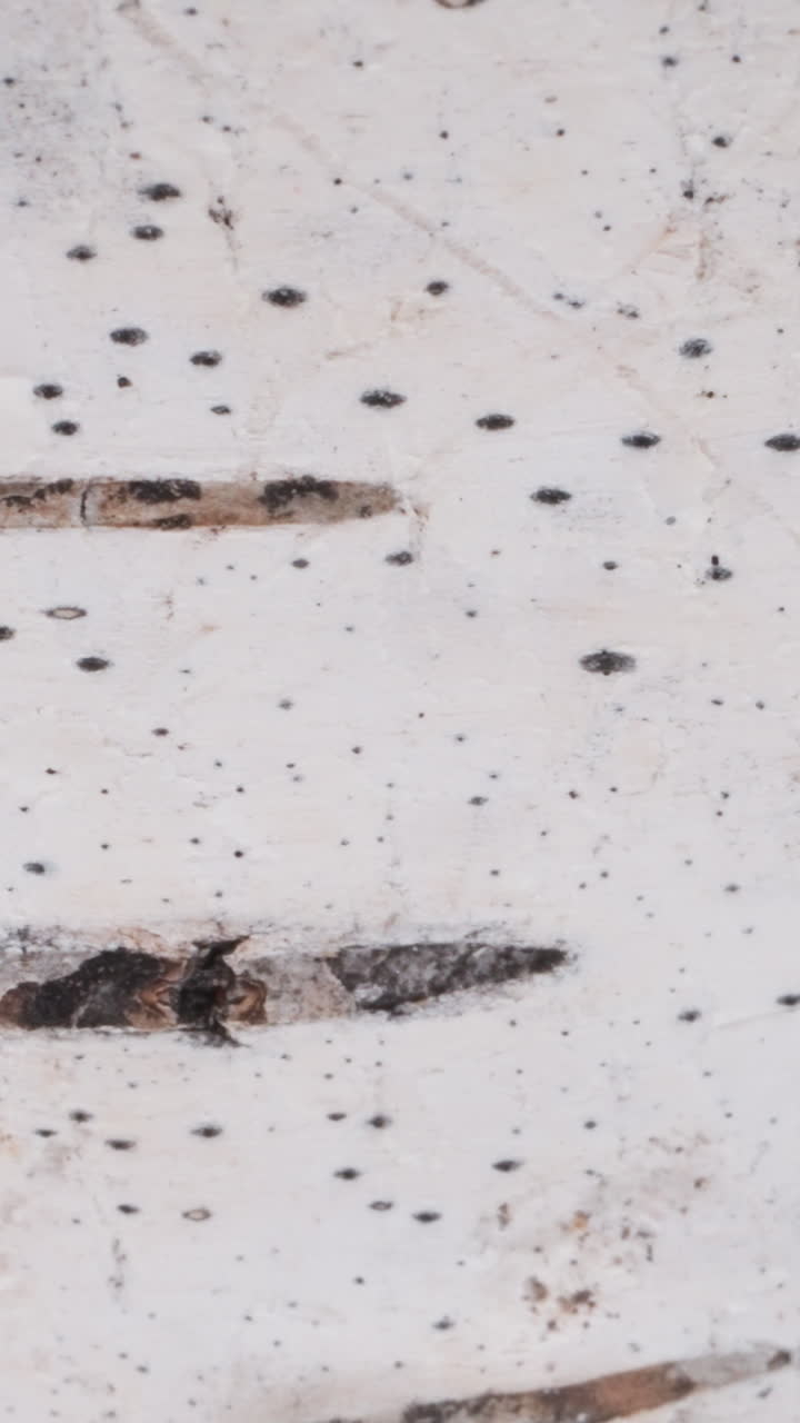 Texture of white birch tree bark with black spots as background extreme close view. Wild nature beauty enjoying. Irregular pattern on plant bark