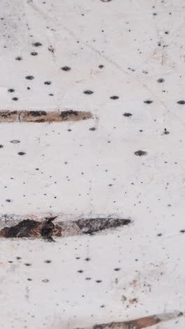 texture of white birch tree bark with black spots as background extreme close view. wild nature beauty enjoying. irregular pattern on plant bark