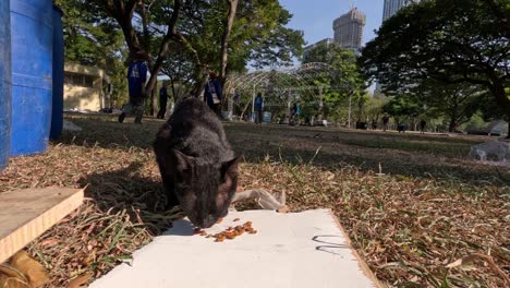 cat enjoys a meal amidst urban park setting