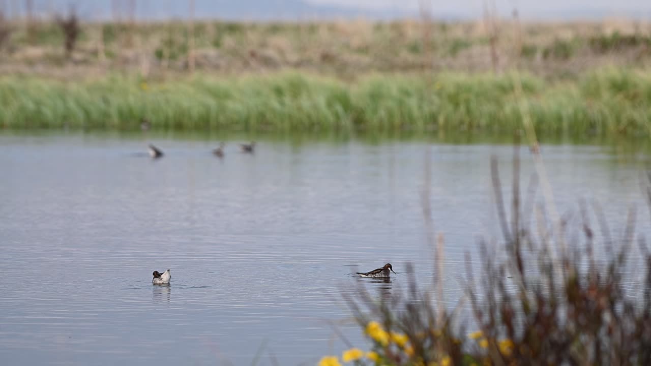 Two red necked phalaropes swim in circles and search for food in lake, handheld shot