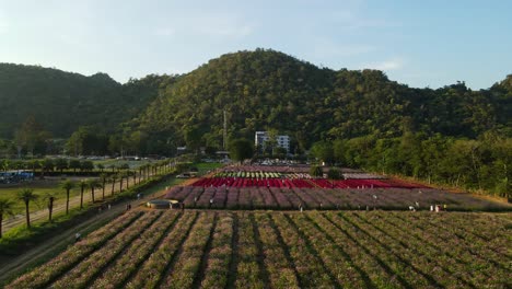 Imágenes-Aéreas-Deslizantes-A-La-Derecha-Que-Revelan-Un-Parque-De-Flores-En-Khao-Yai,-Pak-Chong,-Tailandia