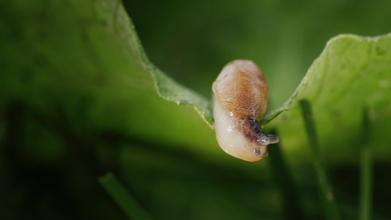 animal asombroso - la babosa se arrastra en la hierba verde