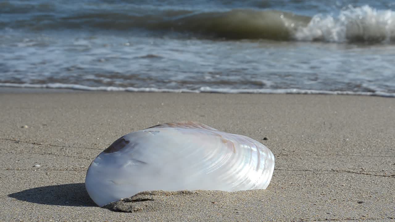 Conchiglie sulla sabbia, la spiaggia. Riprese sulla spiaggia